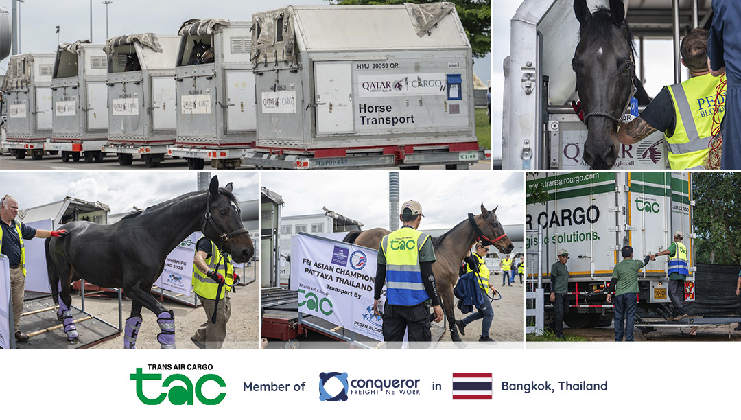 equine logistics